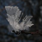 kleiner Eisvogel