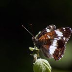 Kleiner Eisvogel