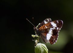 Kleiner Eisvogel