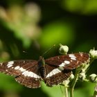 Kleiner Eisvogel