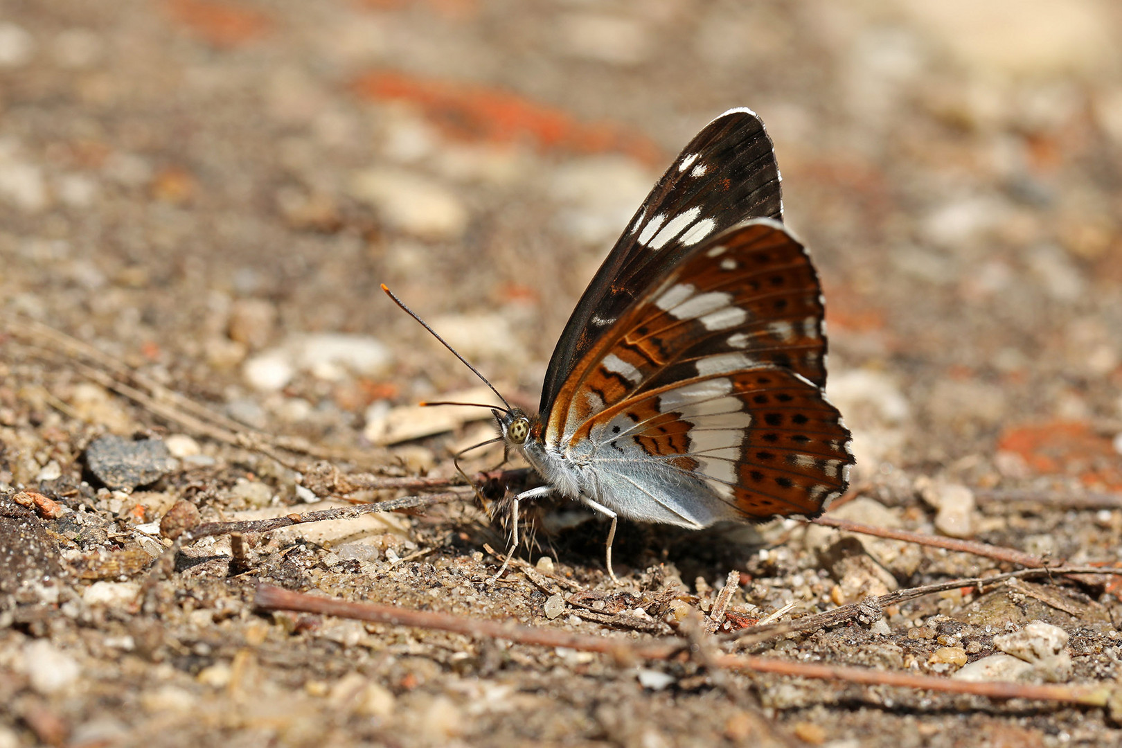 Kleiner Eisvogel