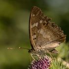 Kleiner Eisvogel