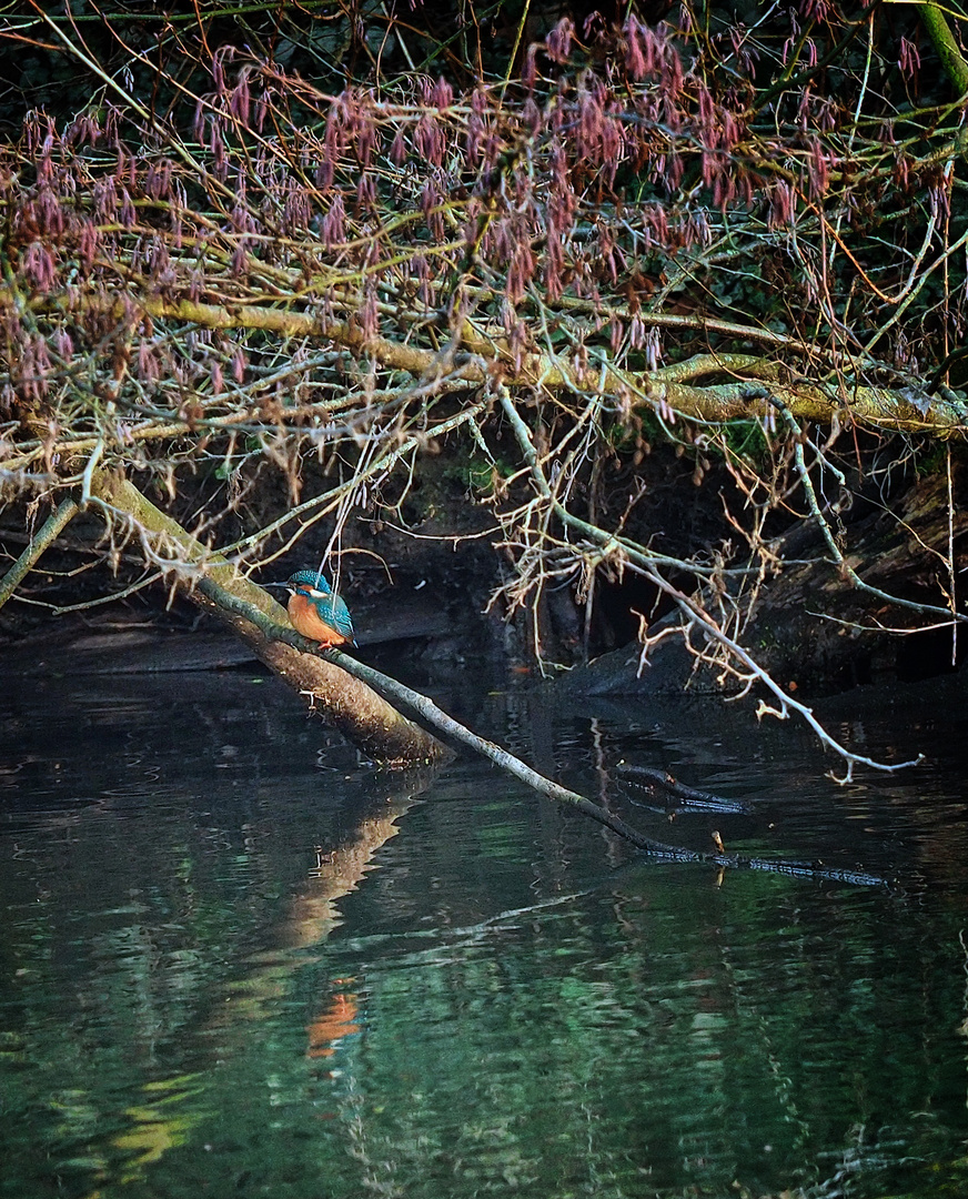 kleiner Eisvogel in Mülheim