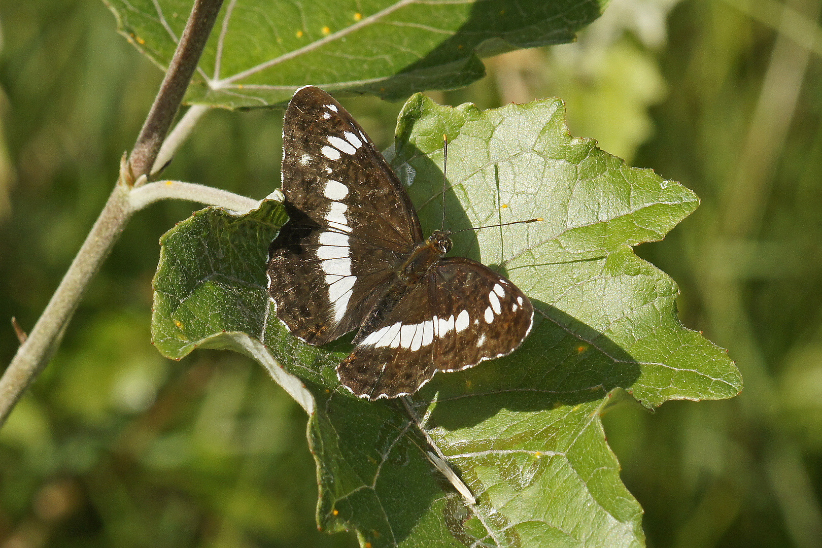 Kleiner Eisvogel (Limenitis camilla)