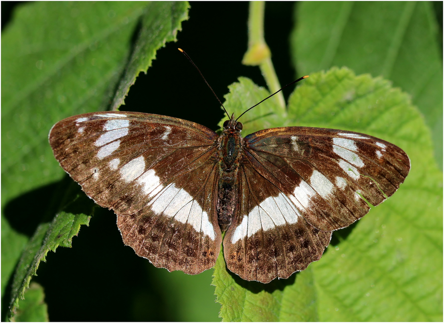 Kleiner Eisvogel (Limenitis camilla)