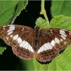 Kleiner Eisvogel (Limenitis camilla)