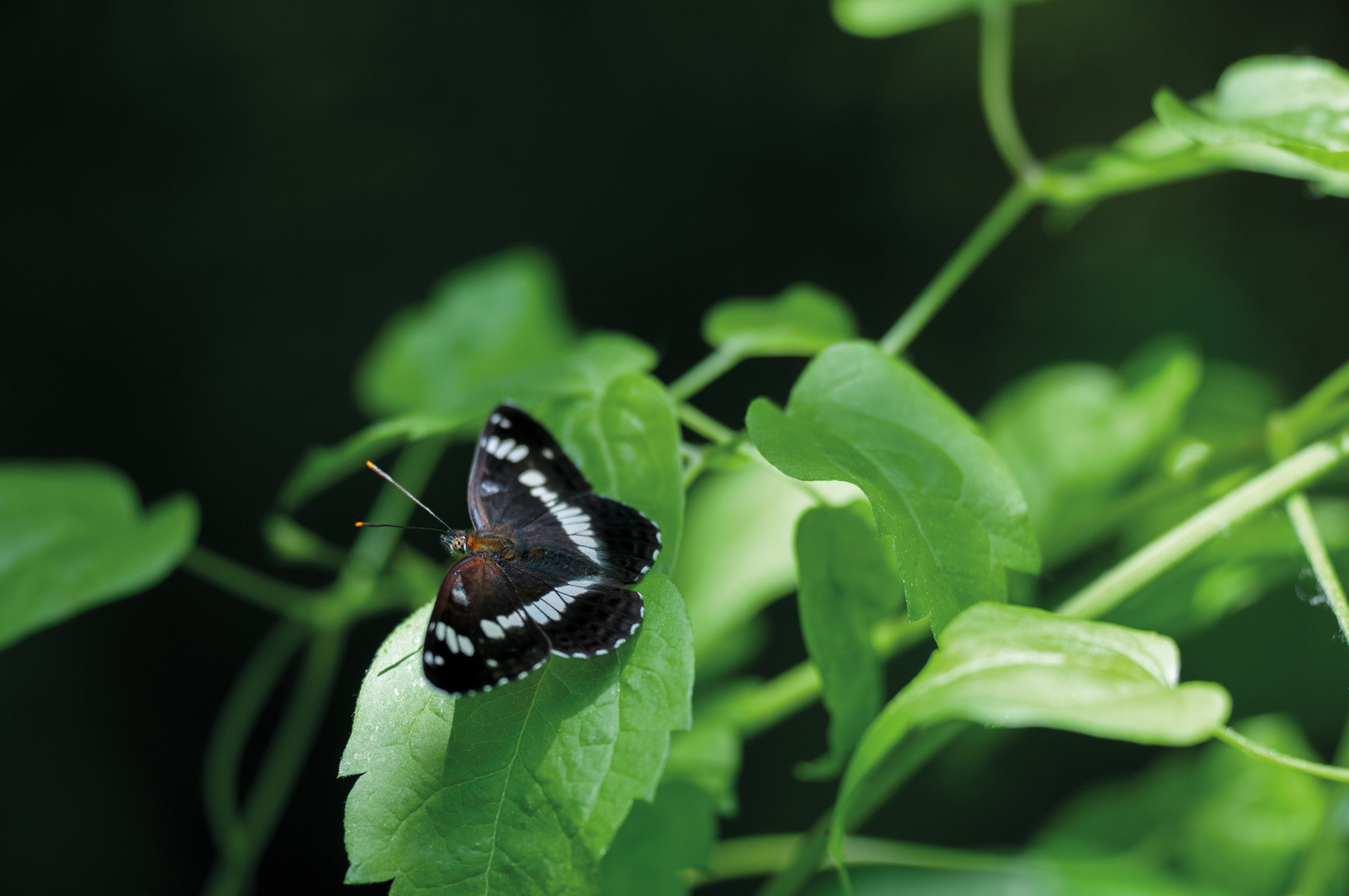 Kleiner Eisvogel (Limenitis camilla)