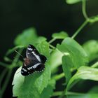 Kleiner Eisvogel (Limenitis camilla)