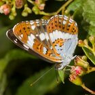 Kleiner Eisvogel (Limenitis camilla)