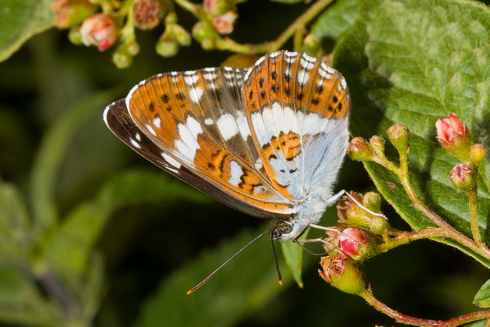 Kleiner Eisvogel (Limenitis camilla)