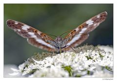 Kleiner Eisvogel (Limenitis camilla) 2