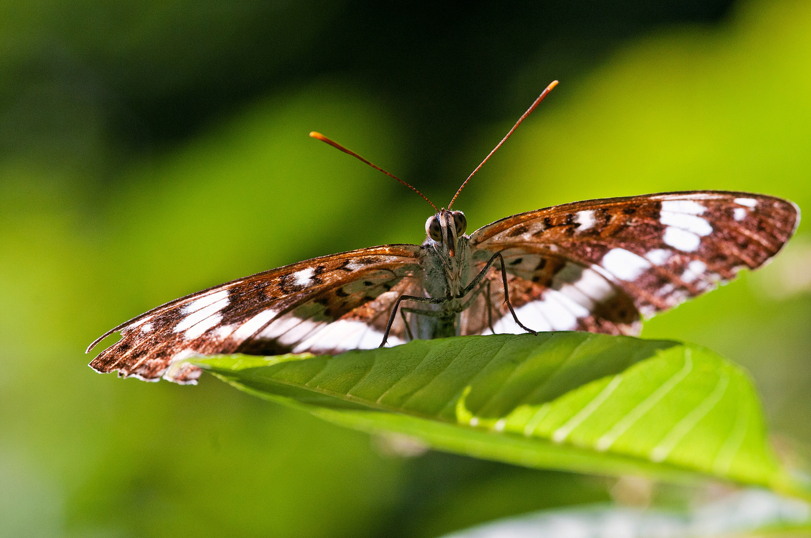 Kleiner Eisvogel (Limenitis camilla)