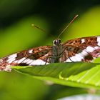 Kleiner Eisvogel (Limenitis camilla)