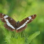 Kleiner Eisvogel (Limenitis camilla)