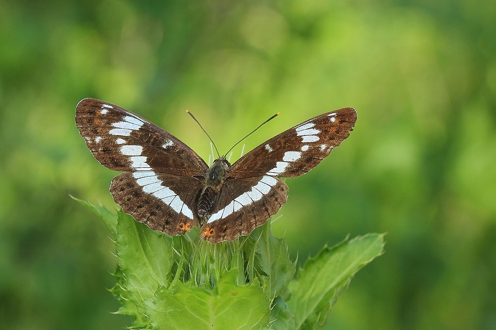 Kleiner Eisvogel (Limenitis camilla)