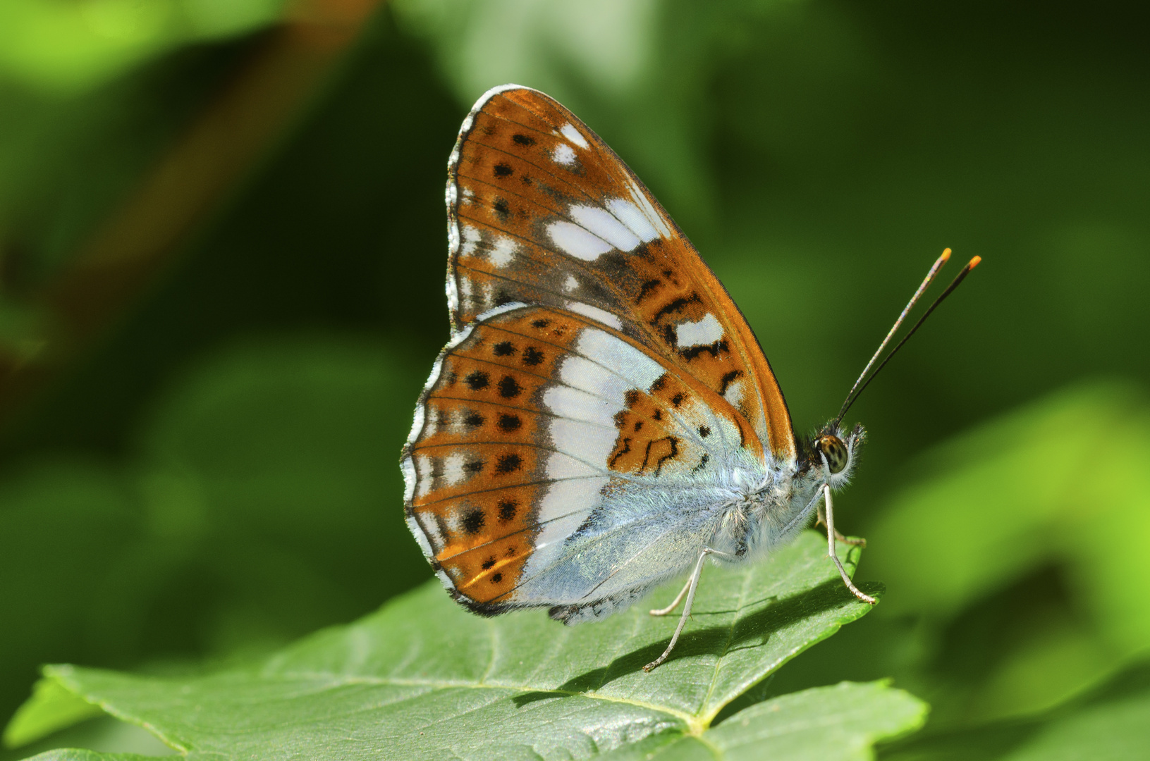 Kleiner Eisvogel (Limenitis camilla)