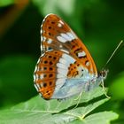 Kleiner Eisvogel (Limenitis camilla)