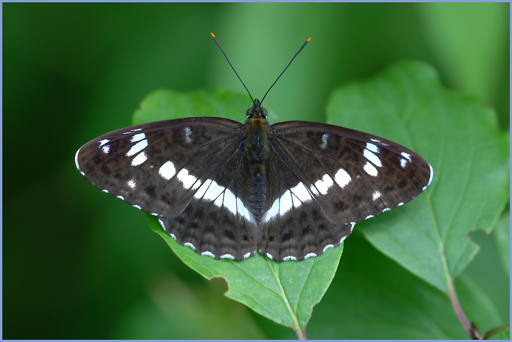 Kleiner Eisvogel (Limenitis camilla)