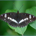 Kleiner Eisvogel (Limenitis camilla)