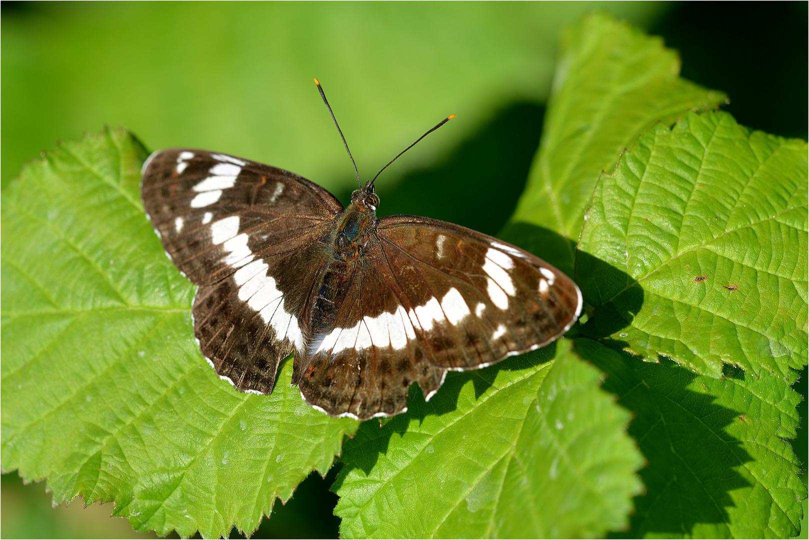 Kleiner Eisvogel (Limenitis camilla)