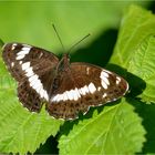 Kleiner Eisvogel (Limenitis camilla)