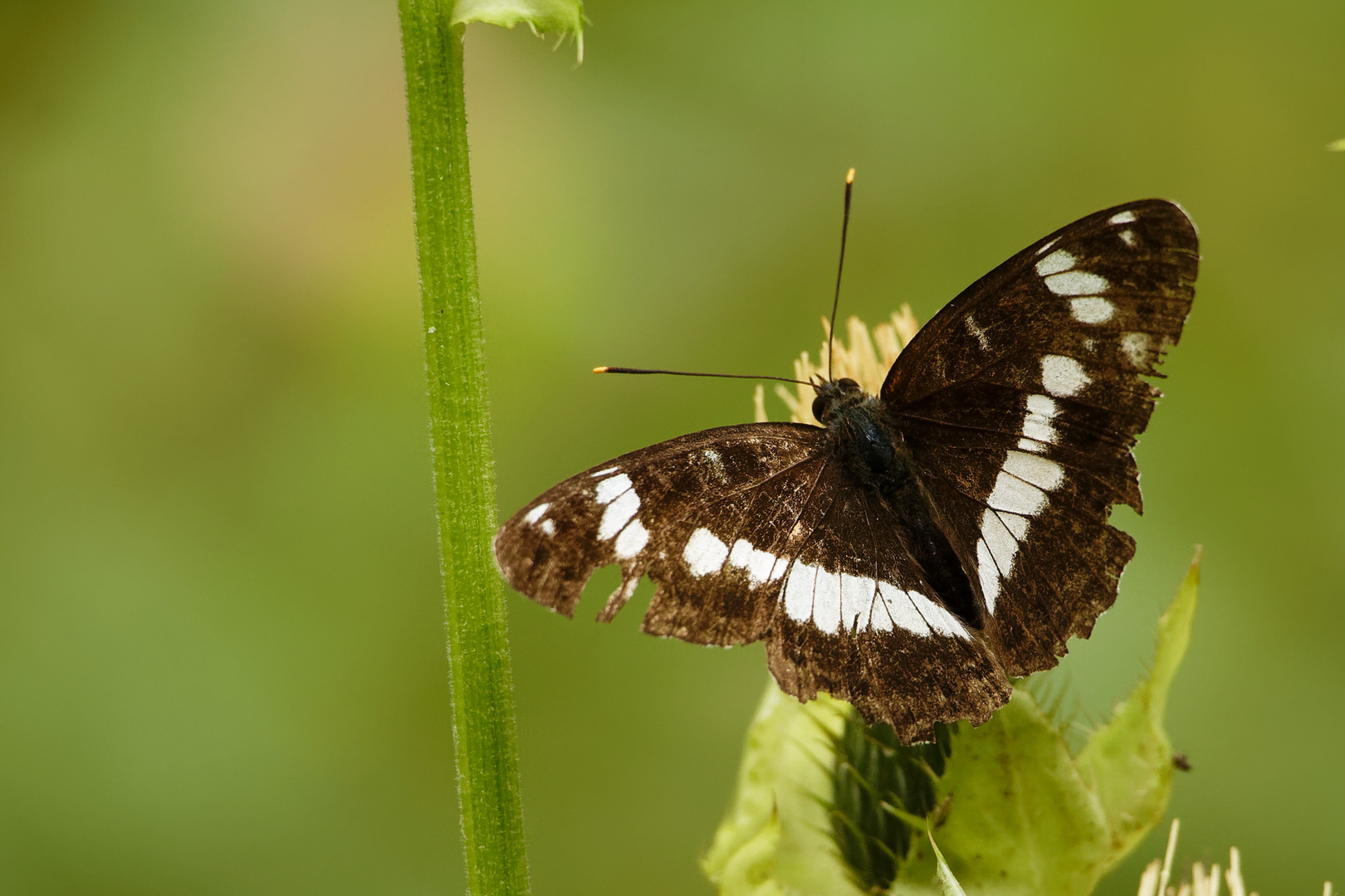 Kleiner Eisvogel (Limenitis camilla) Foto & Bild tiere, wildlife