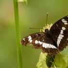 Kleiner Eisvogel (Limenitis camilla)