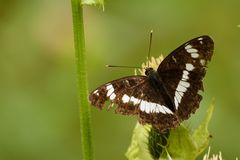 Kleiner Eisvogel (Limenitis camilla)