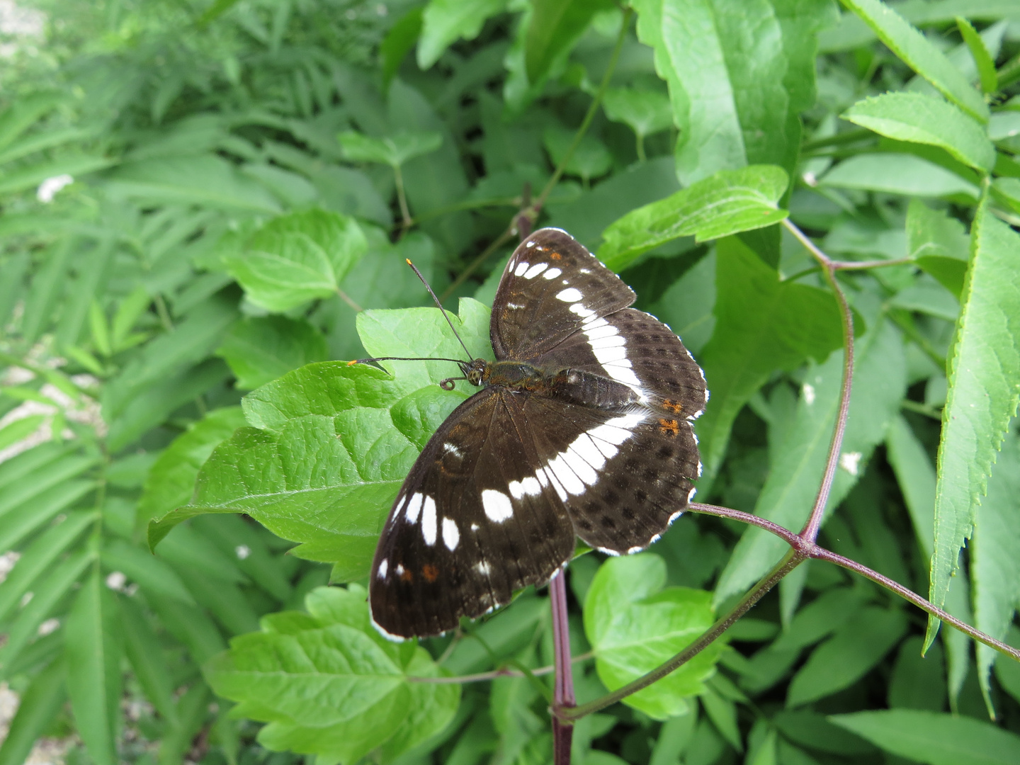 Kleiner Eisvogel (Limenitis camilla)