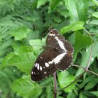 Kleiner Eisvogel (Limenitis camilla)