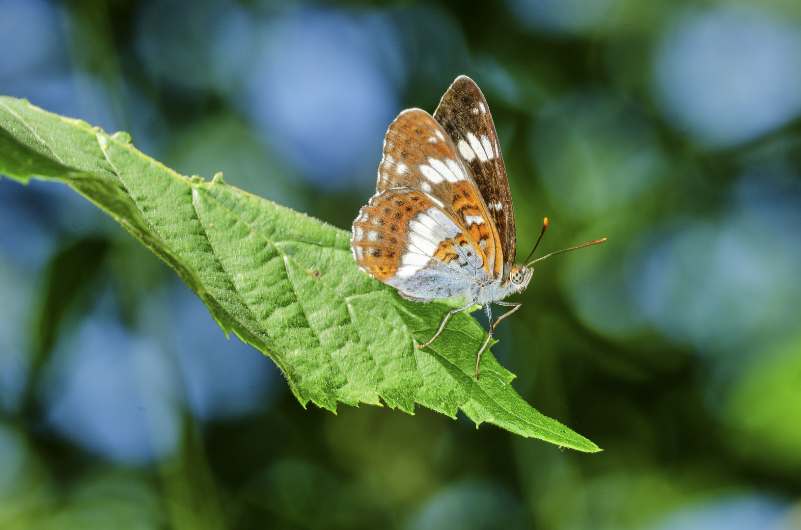 Kleiner Eisvogel (Limenitis camilla)