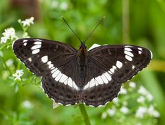 Kleiner Eisvogel ( Limenitis camilla )