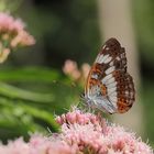 Kleiner Eisvogel (Limenitis camilla)