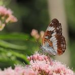 Kleiner Eisvogel (Limenitis camilla)