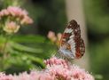 Kleiner Eisvogel (Limenitis camilla) von Heinz Schmalenstroth