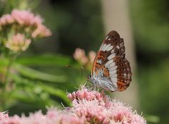 Kleiner Eisvogel (Limenitis camilla)