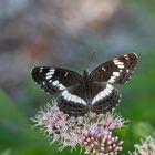 Kleiner Eisvogel (Limenitis camilla)