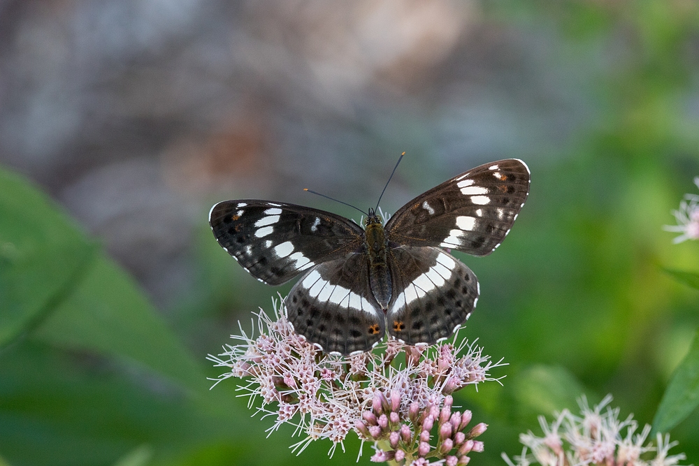 Kleiner Eisvogel (Limenitis camilla)