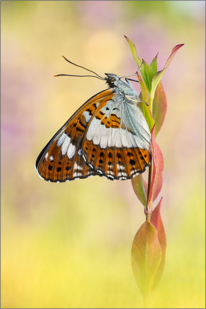 Kleiner Eisvogel (Limenitis camilla)