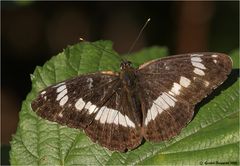 Kleiner Eisvogel, Limenitis camilla