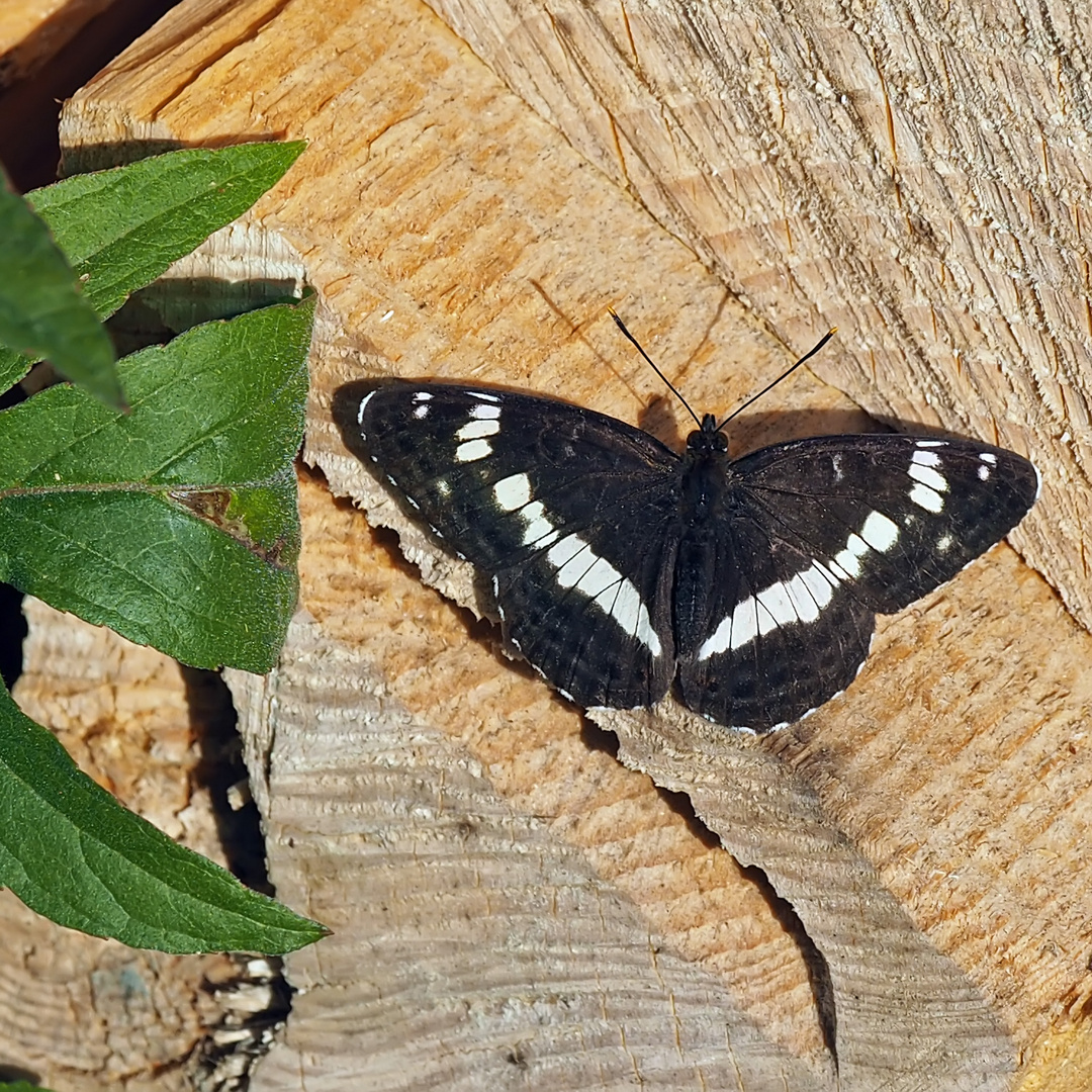 Kleiner Eisvogel (Limenitis camilla)