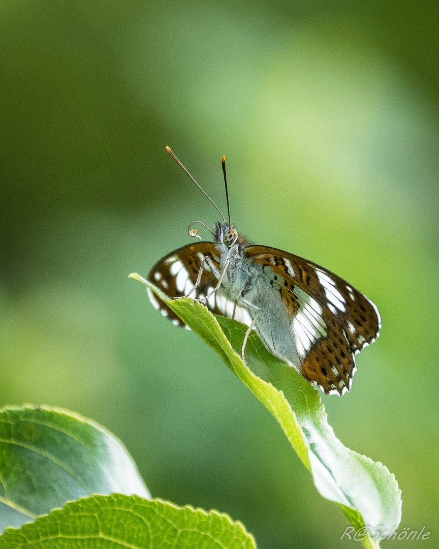 Kleiner Eisvogel (Limenitis camilla)