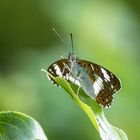 Kleiner Eisvogel (Limenitis camilla)