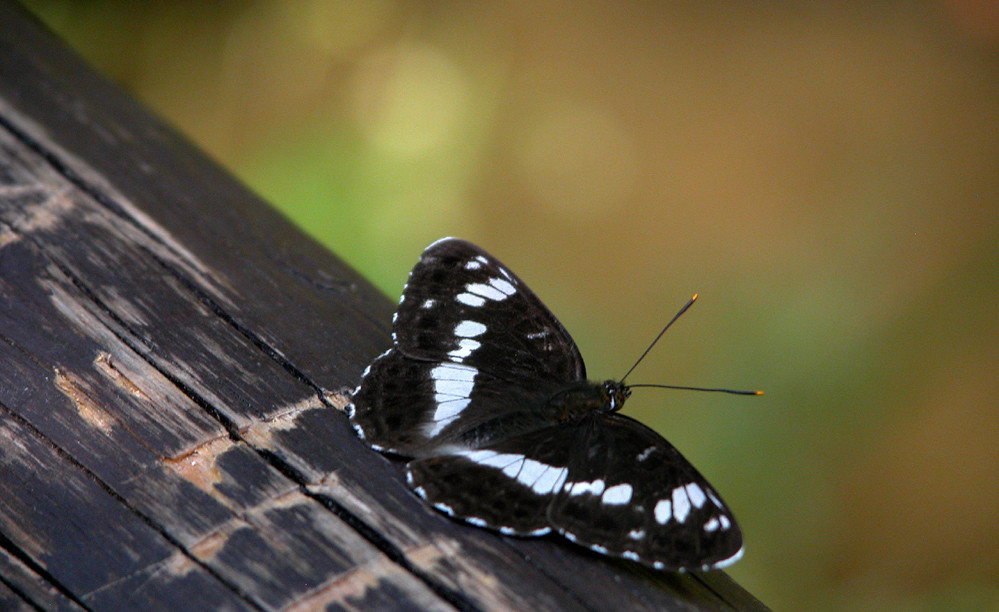 kleiner Eisvogel (Limenitis camilla)