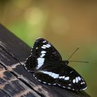 kleiner Eisvogel (Limenitis camilla)