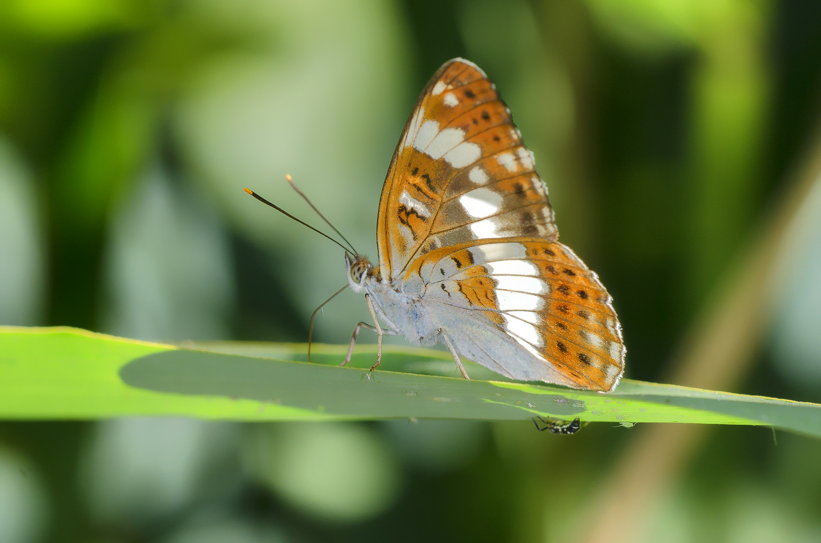 Kleiner Eisvogel (Limenitis camilla)