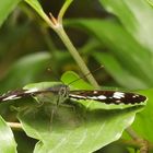 Kleiner Eisvogel - Limenitis camilla