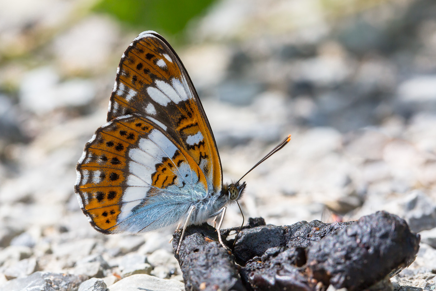 Kleiner Eisvogel (Limenitis camilla)