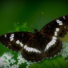 Kleiner Eisvogel (Limenitis camilla)