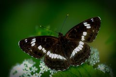 Kleiner Eisvogel (Limenitis camilla)